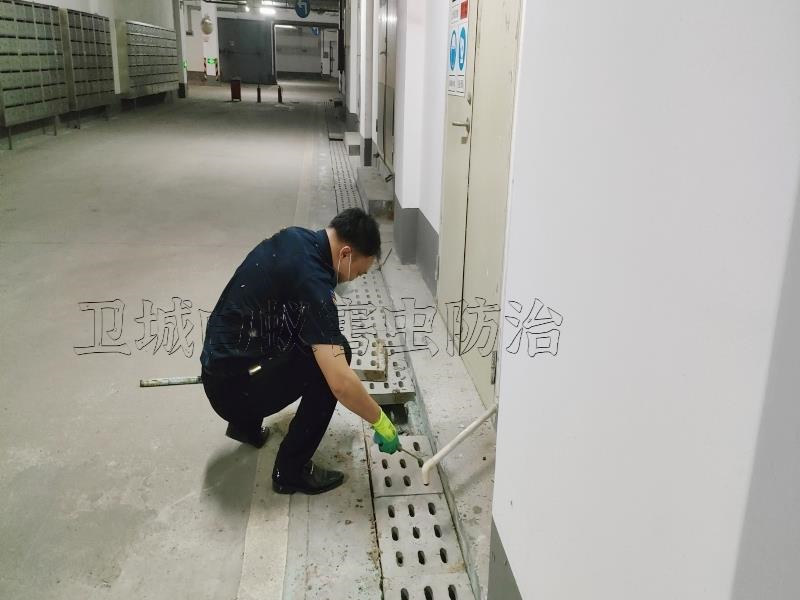 博罗园洲白蚁防治,龙溪灭白蚁正规行业资质技术精湛